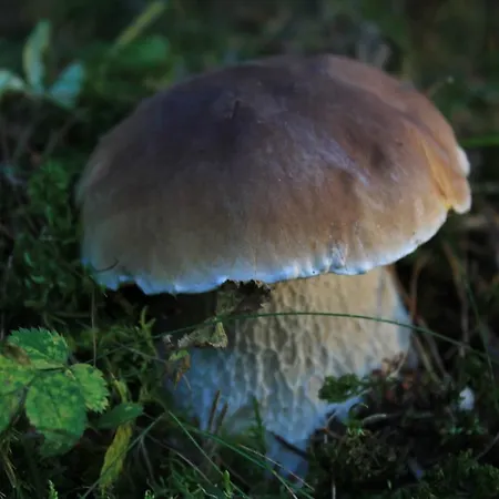 Casa منزل ريفي